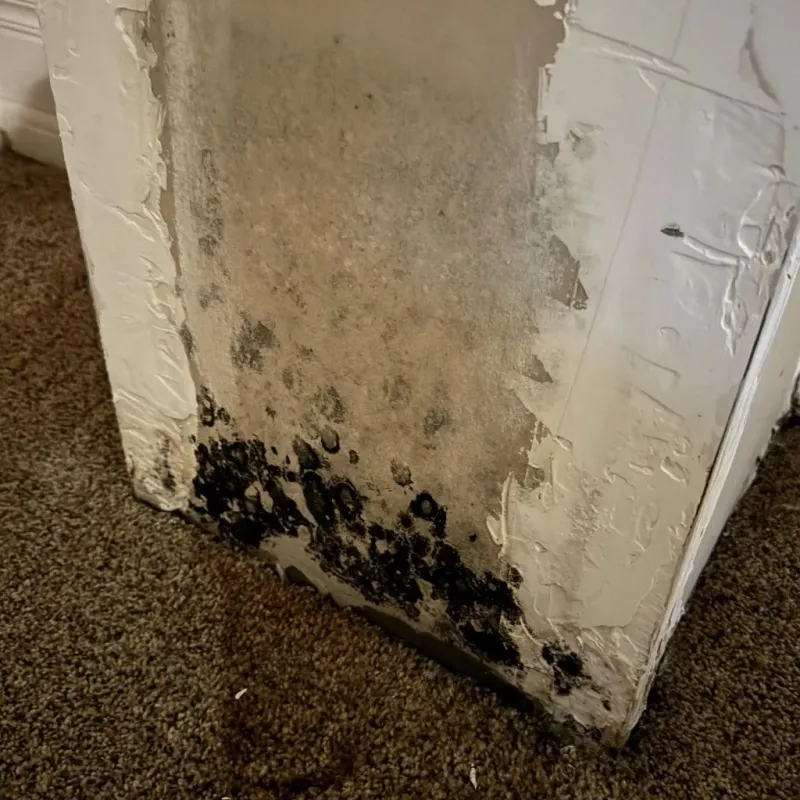 Professional Mold Removal in Santa Fe, NM